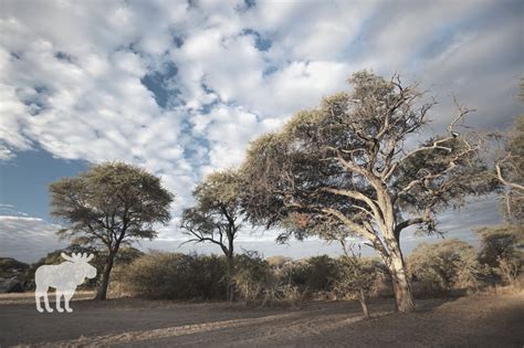 What Are Acacia Trees Used For — Forest Wildlife