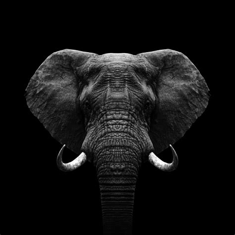 Black And White Elephant Uniq Art