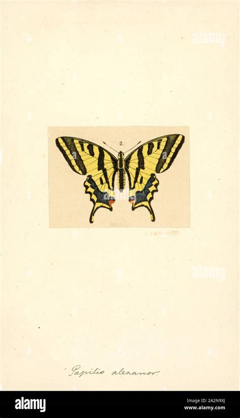 Papilio Alexanor Imprimir Papilio Alexanor El Alexanor O Meridional