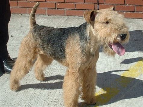 These dogs are healthy and hardy and generally do not suffer from any known hereditary issues. Border Terrier puppy dog for sale in Clinton, Michigan