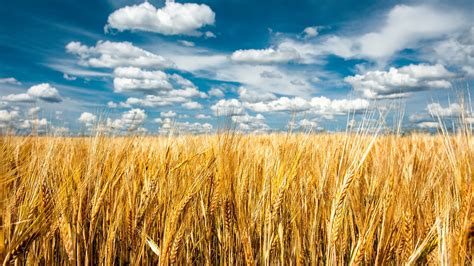 Nature Landscape Clouds Field Grain Spikelets Minimalism Sky Seeds