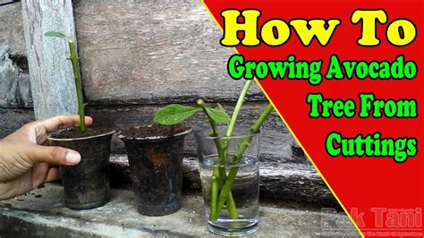 Learn how to grow avocado from a seed to a plant is an interesting task! Growing And Rooting Avocado Trees From Cuttings by ...