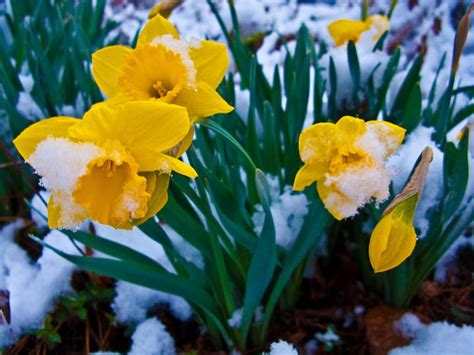 Snow Covered Daffodil Flower Photograph By Ilendra Vyas