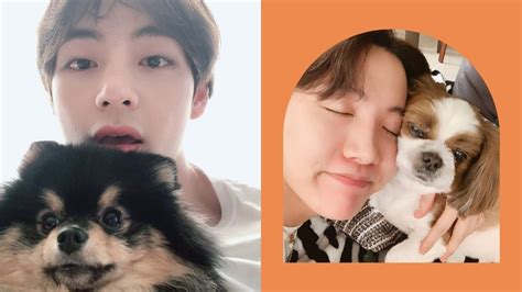 I was confused myself about many of the details when i joined last year, so i thought it would be helpful to gather for one, it's another point of pride for bts to say they have x number of members in their fan club. A Guide To BTS Members' Pets