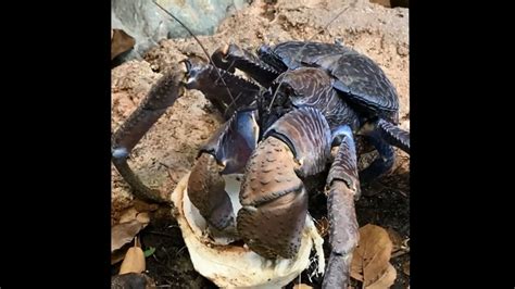 Huge Crab Eats Tender Coconut Viral Video Intrigues People Trending