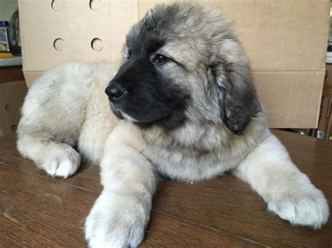 Caucasian Shepherd Puppies For Sale Charlotte Nc 124340