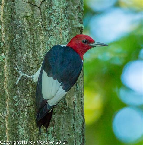Photograph Of The Elusive Red Headed Woodpecker Welcome To