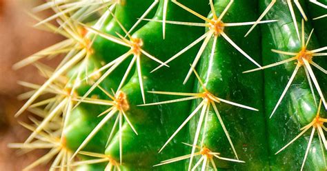 Learn how to correctly pot your plant and choose the appropriate soil type. How To Grow And Care For Saguaro Cactus | Love The Garden