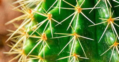 A cactus plant from holland will quickly poke out of the pot with a lump of peat. How To Grow And Care For Saguaro Cactus | Love The Garden