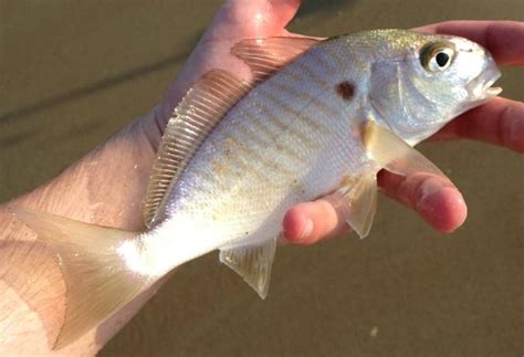 Spot Leiostomus Xanthurus Delaware Surf