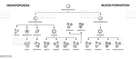 Hematopoiesis Diagram Human Blood Cells Types With Names Scientific