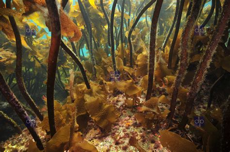 Under Kelp Forest Canopy 4288 X 2848 Px Pacific Images