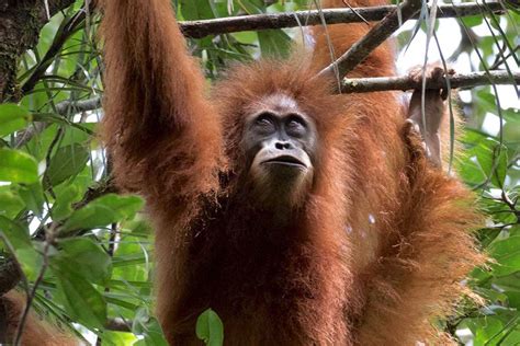 Tapanuli Orangutan Is On The Brink Of Extinction In Sumatra