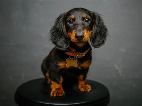 Dachshund Dog Breed Information And Characteristics