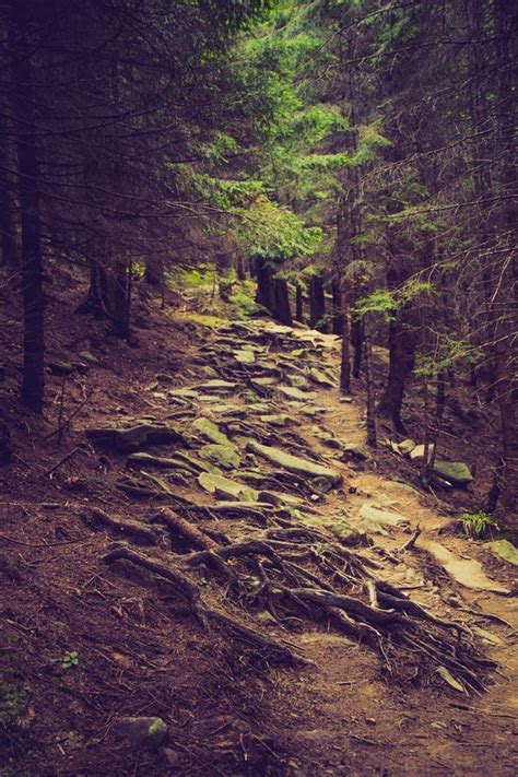 Dense Mountain Forest Roots And Stumps Stick Out Of The Ground Stock