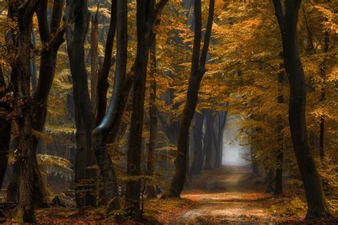 Leaves Fall Path Trees Nature Mist Red Landscape Daylight Hd