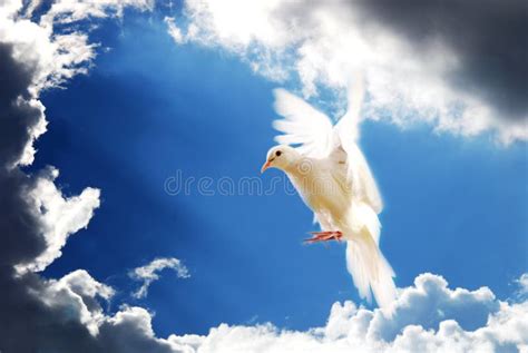 Holy Spirit Dove Flying In The Sky Stock Photo Image Of Christianity