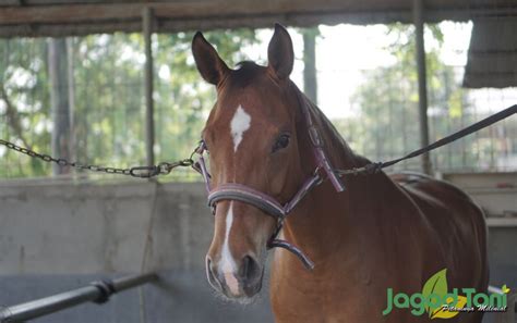 Kenali Kolik Penyakit Mematikan Pada Kuda Jagad Tani Petaninya Milenial