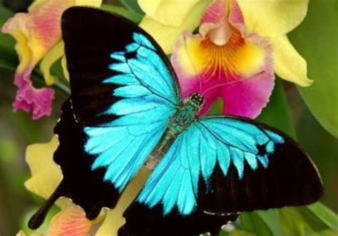 10 Spectacular Butterfly Gardens Around The Country Macaroni Kid