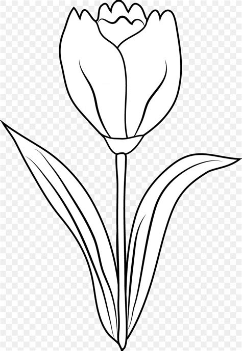 Tulip Black And White Drawing Coloring Book Clip Art Png 4067x5913px
