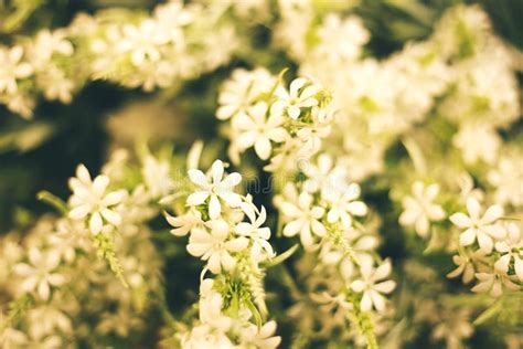 Small White Flowers Stock Photo Image Of Blossom Floral 171830644