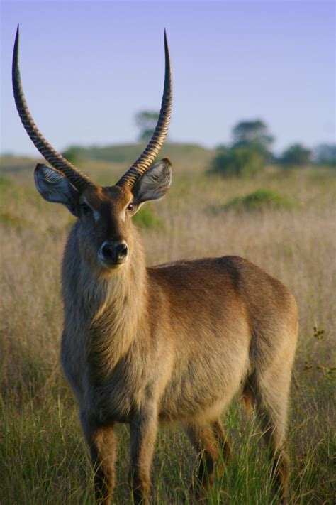Free Images Prairie Animal Wildlife Horn Mammal Fauna Antelope