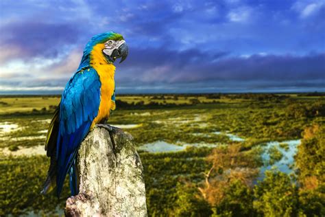 885123 Birds Parrots Bokeh Three 3 Rare Gallery Hd Wallpapers