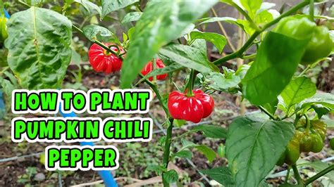 How I Plant Pumkin Chili Pepper From Seed YouTube