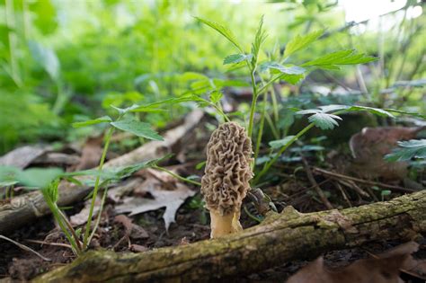 Find Potential Morel Mushroom Hunting Locations On State Land Good