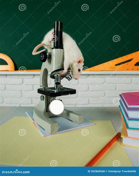 Funny Rat Sit On Microscope Banner For University College Or School