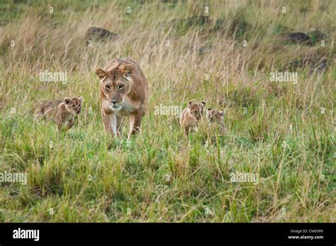 African Lioness Walking With Three Cubs Panthera Leo Masai Mara