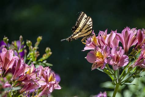 Butterfly On Flowers Free Stock Photo Public Domain Pictures