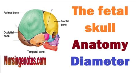 The Fetal Skull Anatomy Diameter Types Nursingnotes