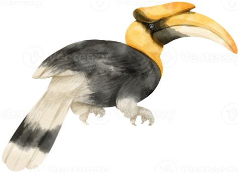 Watercolor Great Hornbill Bird Illustration 9373328 Png