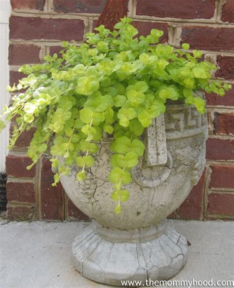 Creeping Jenny Container Gardens Pinterest