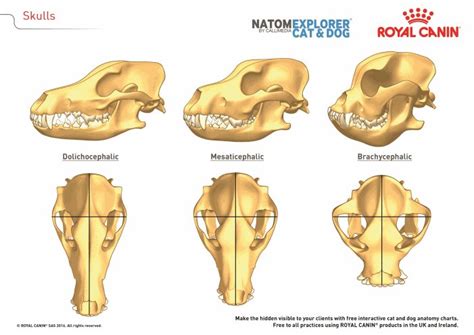 Radiology Skull And Mandible Dogs Vetlexicon Canis From Vetlexicon