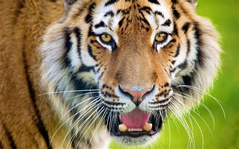 Tiger Growls Baring His Teeth Wallpapers And Images Wallpapers