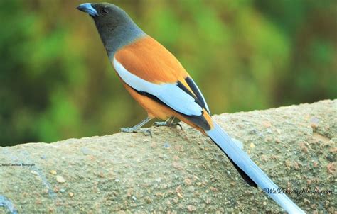 The 15 Most Beautiful Long Tailed Birds Of Indian Subcontinent