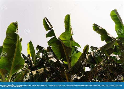 Organic Bananas Farming On Banana Plantation Stock Image Image Of