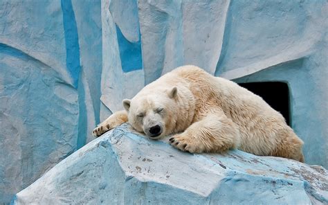 Wallpaper Animals Nature Winter Blue Polar Bears Zoo Arctic