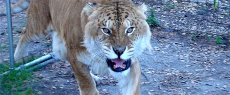 Liger Hybrid Big Cats Our Planet 18 Facts About Ligers The Largest