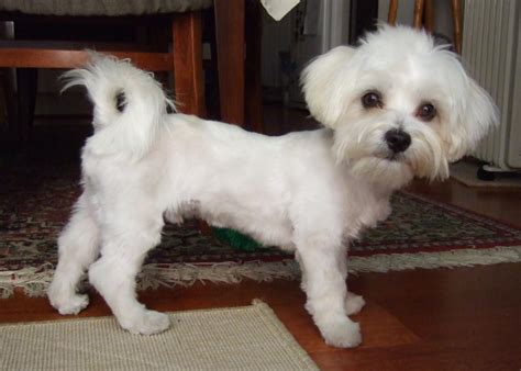Underweight Maltese Dogs Forum Spoiled Maltese Forums