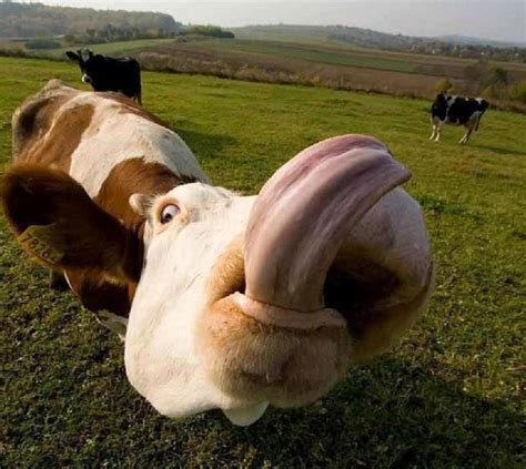 Tire Langue De Vache Смешные коровы Смешные фотографии животных Самые милые животные