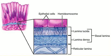 Epithelium Definition Characteristics Cell Structures Types And