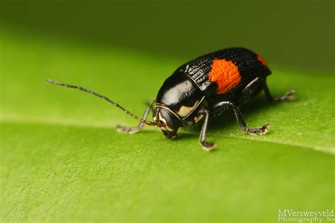 Leaf Beetle Bassareus Mammifer Mvers Flickr