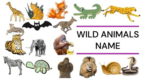 Wild Animals Vocabulary Ll 50 Wild Animals Names In English With