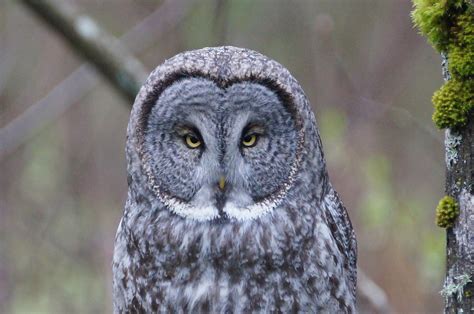 Rare Owl Spotted On Sfu Campus The Peak