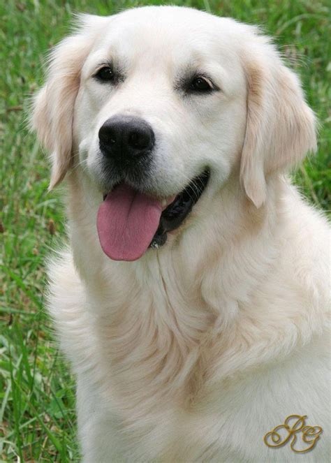 Golden Retriever Dog Breed Information Retriever Puppy White