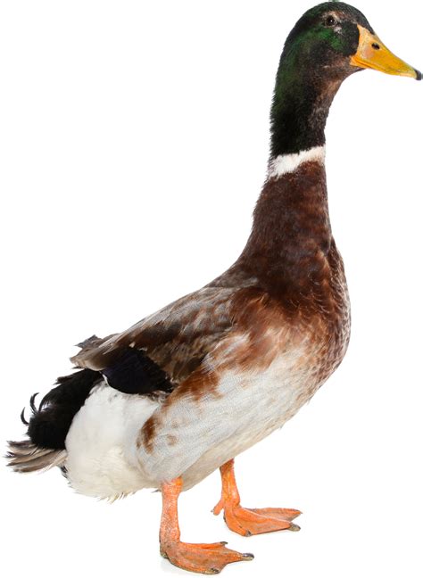 Mallard Png Images Transparent Background Png Play