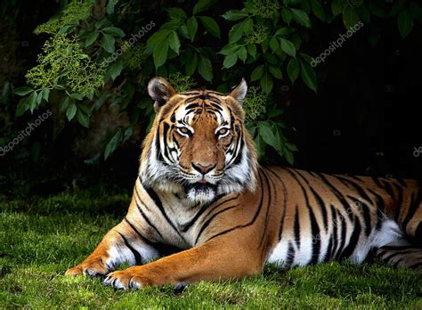 Sumatran Tiger Stock Photo By Abxyz